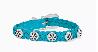 Daisy Cerulean Bandit